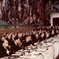The Rome Treaty Negotiations: The Elephant in the Field?