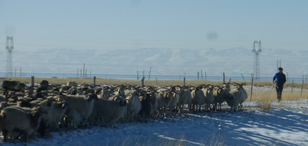 Living with the new coronavirus: learning from pastoralists