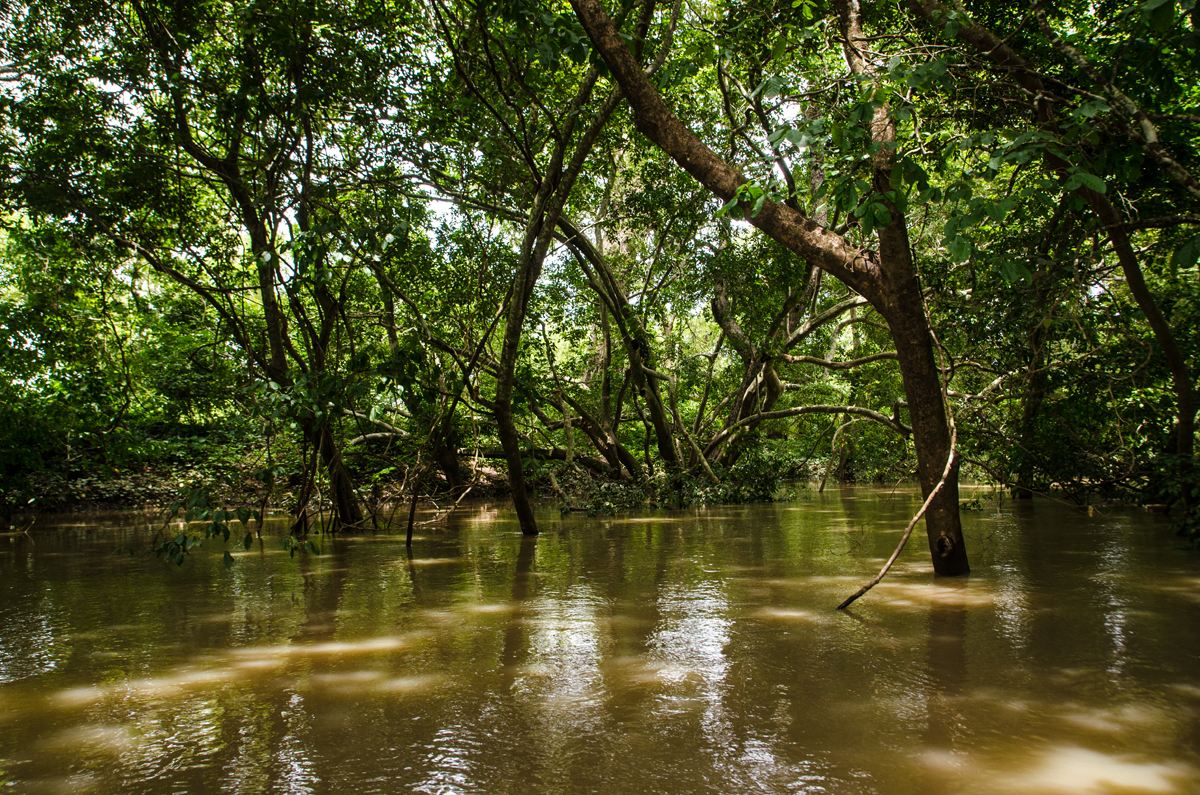 Ocean-Climate Nexus: A Blue-Carbon Pathway for West African States