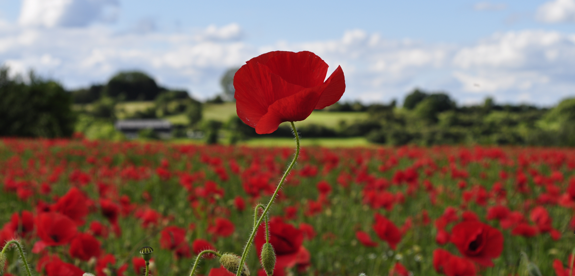 Tall poppies and pulled punches