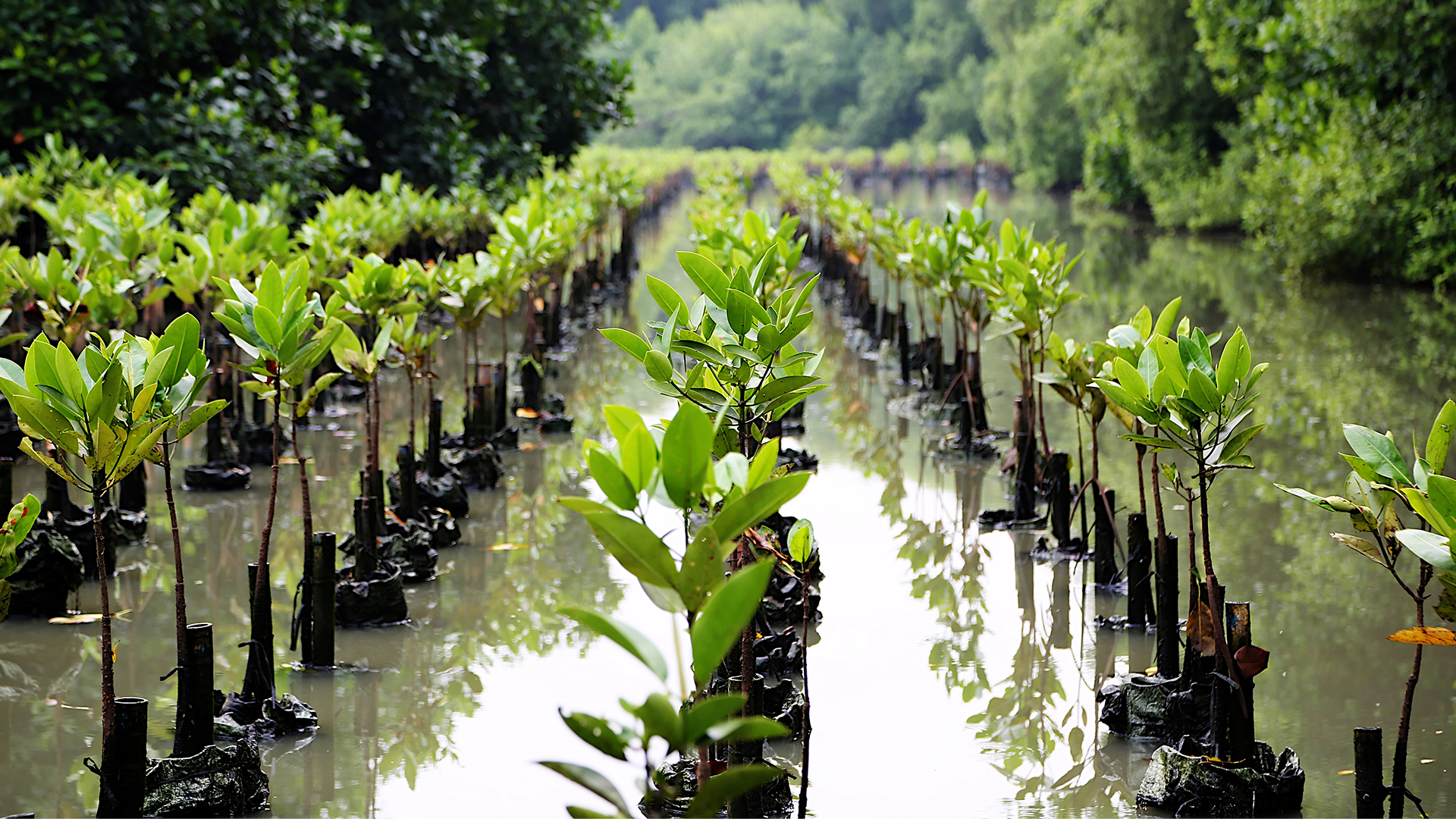 When aid dries up: alternative modalities of financing climate adaptation